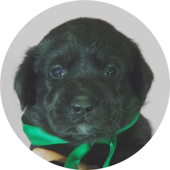 英国ラブラドールの子犬(A child of エルダー & ) 英国ラブラドールの子犬